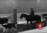 Image of herd of cattle Canada, 1959, second 24 stock footage video 65675047257