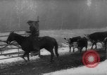 Image of herd of cattle Canada, 1959, second 25 stock footage video 65675047257