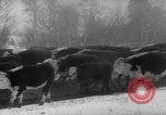 Image of herd of cattle Canada, 1959, second 26 stock footage video 65675047257