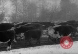 Image of herd of cattle Canada, 1959, second 27 stock footage video 65675047257