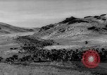 Image of herd of cattle Canada, 1959, second 38 stock footage video 65675047257