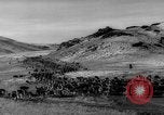Image of herd of cattle Canada, 1959, second 39 stock footage video 65675047257