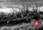Image of herd of cattle Canada, 1959, second 40 stock footage video 65675047257