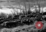Image of herd of cattle Canada, 1959, second 41 stock footage video 65675047257
