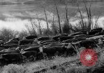 Image of herd of cattle Canada, 1959, second 42 stock footage video 65675047257