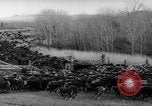 Image of herd of cattle Canada, 1959, second 44 stock footage video 65675047257