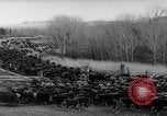 Image of herd of cattle Canada, 1959, second 45 stock footage video 65675047257