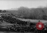 Image of herd of cattle Canada, 1959, second 46 stock footage video 65675047257