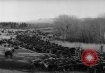 Image of herd of cattle Canada, 1959, second 47 stock footage video 65675047257