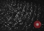 Image Adolf Hitler Allemagne, 1941, de la seconde 35 séquences d'archives historiques vidéo 65675047360