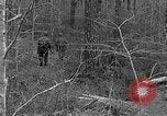 Image of Rifle Squad troops United States USA, 1961, second 33 stock footage video 65675047372