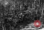 Image of Rifle Squad troops United States USA, 1961, second 12 stock footage video 65675047373