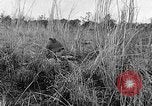 Image of Rifle Squad troops United States USA, 1961, second 54 stock footage video 65675047374