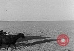Image berger arabe joue instrument Palestine, 1941, de la seconde 38 séquences d'archives historiques vidéo 65675047419