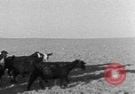 Image berger arabe joue instrument Palestine, 1941, de la seconde 39 séquences d'archives historiques vidéo 65675047419