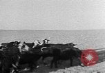 Image berger arabe joue instrument Palestine, 1941, de la seconde 40 séquences d'archives historiques vidéo 65675047419