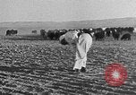 Image berger arabe joue instrument Palestine, 1941, de la seconde 49 séquences d'archives historiques vidéo 65675047419