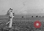 Image berger arabe joue instrument Palestine, 1941, de la seconde 53 séquences d'archives historiques vidéo 65675047419