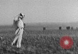 Image berger arabe joue instrument Palestine, 1941, de la seconde 54 séquences d'archives historiques vidéo 65675047419