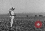 Image berger arabe joue instrument Palestine, 1941, de la seconde 55 séquences d'archives historiques vidéo 65675047419