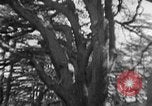 Image of Solomon's Temple Lebanon, 1941, second 62 stock footage video 65675047420