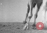 Standbild Juden und Araber in Palästina Palästina, 1941, aus Sekunde 30 historischem Filmmaterial Videoclip 65675047423