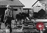 Immagine di La vita in moshav sionista e colonie Kibbutz Palestina, 1941, secondo 39 filmato di repertorio 65675047424
