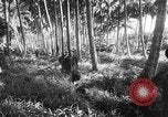 Image of United States troops New Guinea, 1943, second 8 stock footage video 65675047524