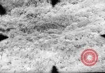 Standbild 318 USAAF Fighter Gruppe P-47s in der Schlacht von Tinian Insel Tinian Marianen, 1944, aus Sekunde 58 historischem Filmmaterial Videoclip 65675047551