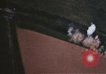 Standbild strafing Pass europäische Theater, 1944, aus Sekunde 60 historischem Filmmaterial Videoclip 65675047632