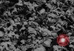 Image of tennis player Alex Olmedo Brisbane Australia, 1959, second 55 stock footage video 65675047732