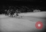 Standbild Pudel gewinnt der Hund zeigen New York United States USA, 1961, aus Sekunde 10 historischem Filmmaterial Videoclip 65675047741