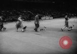 Standbild Pudel gewinnt der Hund zeigen New York United States USA, 1961, aus Sekunde 13 historischem Filmmaterial Videoclip 65675047741