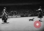 Standbild Pudel gewinnt der Hund zeigen New York United States USA, 1961, aus Sekunde 22 historischem Filmmaterial Videoclip 65675047741