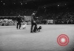 Standbild Pudel gewinnt der Hund zeigen New York United States USA, 1961, aus Sekunde 23 historischem Filmmaterial Videoclip 65675047741