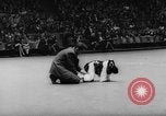 Standbild Pudel gewinnt der Hund zeigen New York United States USA, 1961, aus Sekunde 29 historischem Filmmaterial Videoclip 65675047741