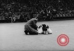Standbild Pudel gewinnt der Hund zeigen New York United States USA, 1961, aus Sekunde 31 historischem Filmmaterial Videoclip 65675047741
