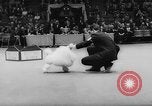Standbild Pudel gewinnt der Hund zeigen New York United States USA, 1961, aus Sekunde 35 historischem Filmmaterial Videoclip 65675047741