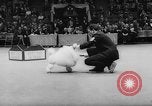 Standbild Pudel gewinnt der Hund zeigen New York United States USA, 1961, aus Sekunde 36 historischem Filmmaterial Videoclip 65675047741
