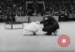 Standbild Pudel gewinnt der Hund zeigen New York United States USA, 1961, aus Sekunde 37 historischem Filmmaterial Videoclip 65675047741