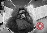 Standbild Pudel gewinnt der Hund zeigen New York United States USA, 1961, aus Sekunde 48 historischem Filmmaterial Videoclip 65675047741