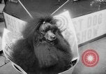 Standbild Pudel gewinnt der Hund zeigen New York United States USA, 1961, aus Sekunde 49 historischem Filmmaterial Videoclip 65675047741