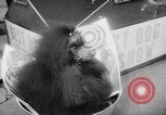 Standbild Pudel gewinnt der Hund zeigen New York United States USA, 1961, aus Sekunde 50 historischem Filmmaterial Videoclip 65675047741