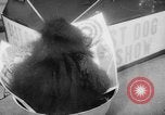 Standbild Pudel gewinnt der Hund zeigen New York United States USA, 1961, aus Sekunde 51 historischem Filmmaterial Videoclip 65675047741