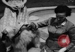 Image of dog parade Seattle Washington USA, 1956, second 8 stock footage video 65675047749