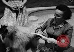 Image of dog parade Seattle Washington USA, 1956, second 9 stock footage video 65675047749