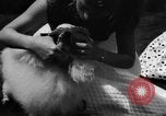 Image of dog parade Seattle Washington USA, 1956, second 11 stock footage video 65675047749