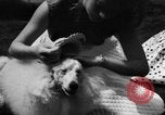 Image of dog parade Seattle Washington USA, 1956, second 14 stock footage video 65675047749