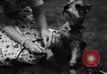 Image of dog parade Seattle Washington USA, 1956, second 16 stock footage video 65675047749