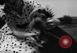 Image of dog parade Seattle Washington USA, 1956, second 21 stock footage video 65675047749